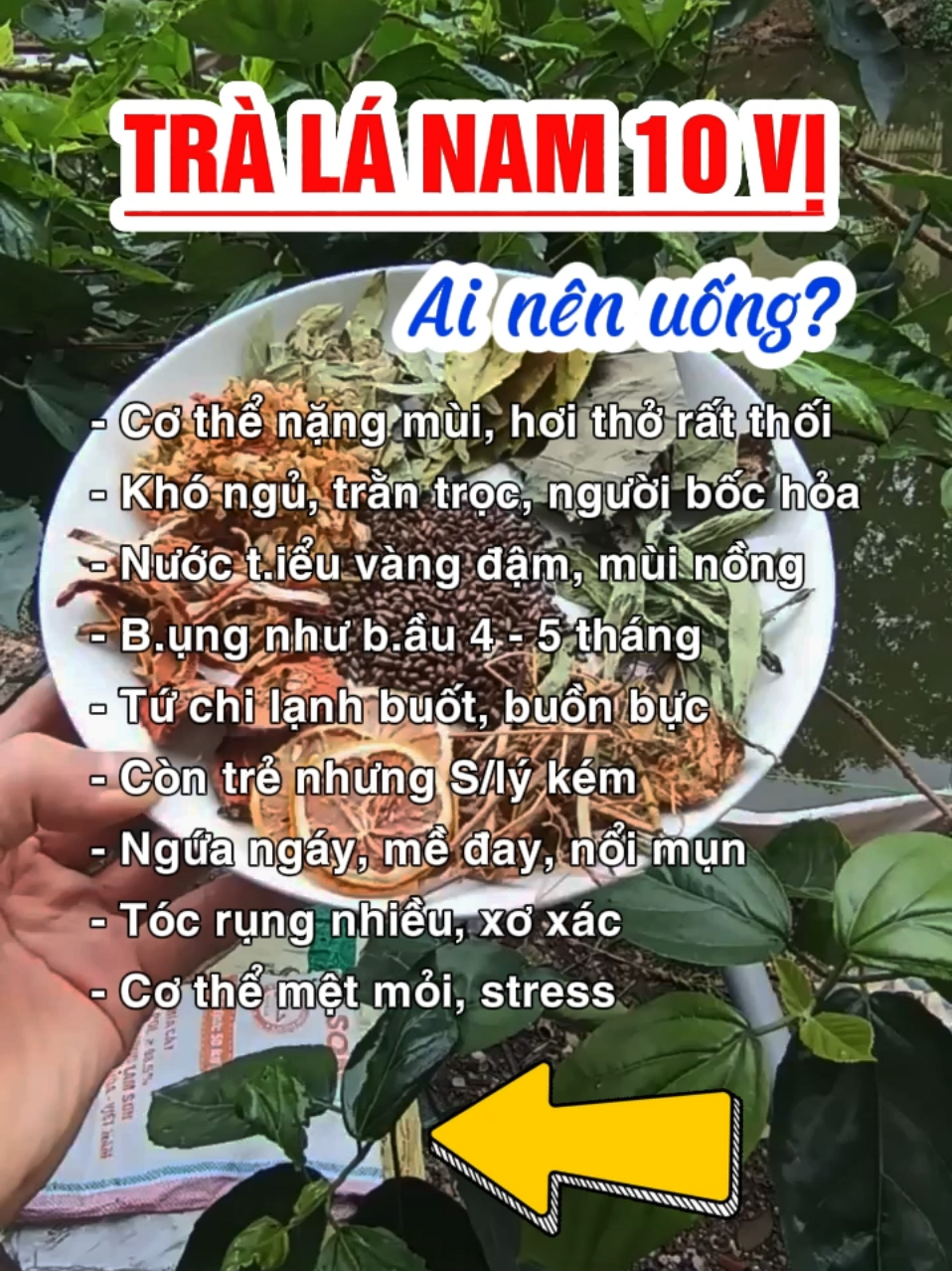 Trà Lá Nam 10 Vị Thảo Mộc Thiên Bằng. Hỗ Trợ Thanh Lọc Cơ Thể, Thải Độc, Làm Mát. KM Mua 1 Tặ.ng 1 #tralanam #tralanam10vi #trà_lá_nam #lanam10vi #lá_nam_10_vị #thaomocthienbang #trahoathienbang #xuhuong #xuhuongtiktok #lenxuhuong #trangondatviet 