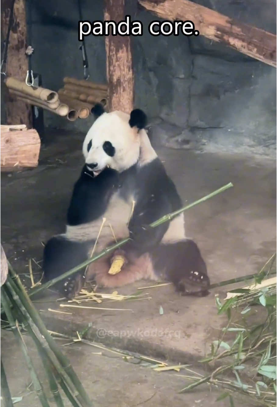 Panda core 🐼🤣#cat #catsoftiktok #cats #funny #for #foryou #fyp #foryoupage #funnyvideo #cute #pet #cutecat #animal #animalsoftiktok #usa🇺🇸 #catlover #tiktokcats #pets #kitten #funnyanimals #bigcat #panda 