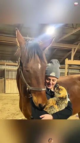 Cat and horse are best friends ❤️🐶🐱😭#haha #funnyvideos #funnycat #catsoftiktok #horsesoftiktok #fun 
