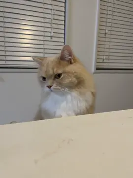 ご飯待ち 🐈既に夕食食べ終わってます😅 みんなと座ればまた自分のもくるかな？と思ってしまうよね🤤💓 #ラガマフィン #猫 #猫のいる暮らし 