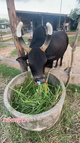 ดุกด้างอินทรีย์ cp หมอดิน ไอ้เตี้ย#สนามซ้อมโคบ้านทุ่งคลองสอ