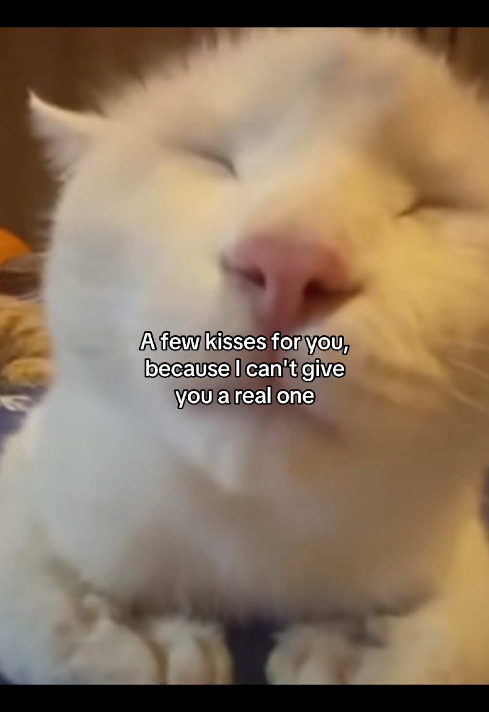 🤭🤭 #fyp #cattok #catmeme #relatable #Relationship #girlfriend #boyfriend #couple #Love #sendit 