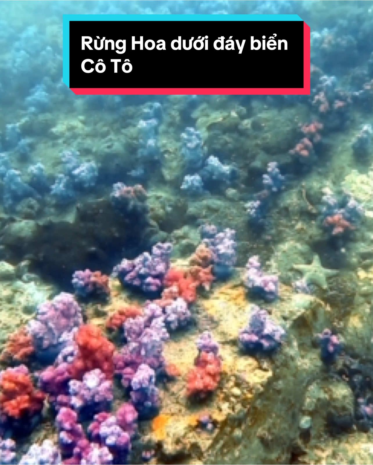Rừng hoa dưới đáy biển 🥰 #SanHo #xh  #viral_video  #coto  #quangninh  #ductamqn  #nature #2025 
