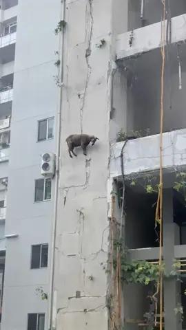 Was it worth it, mr. goat? 🌱🐐  #Goat #Unbelievable #Viral #WTF #NatureIsWild #AnimalsDoingThings #MindBlown
