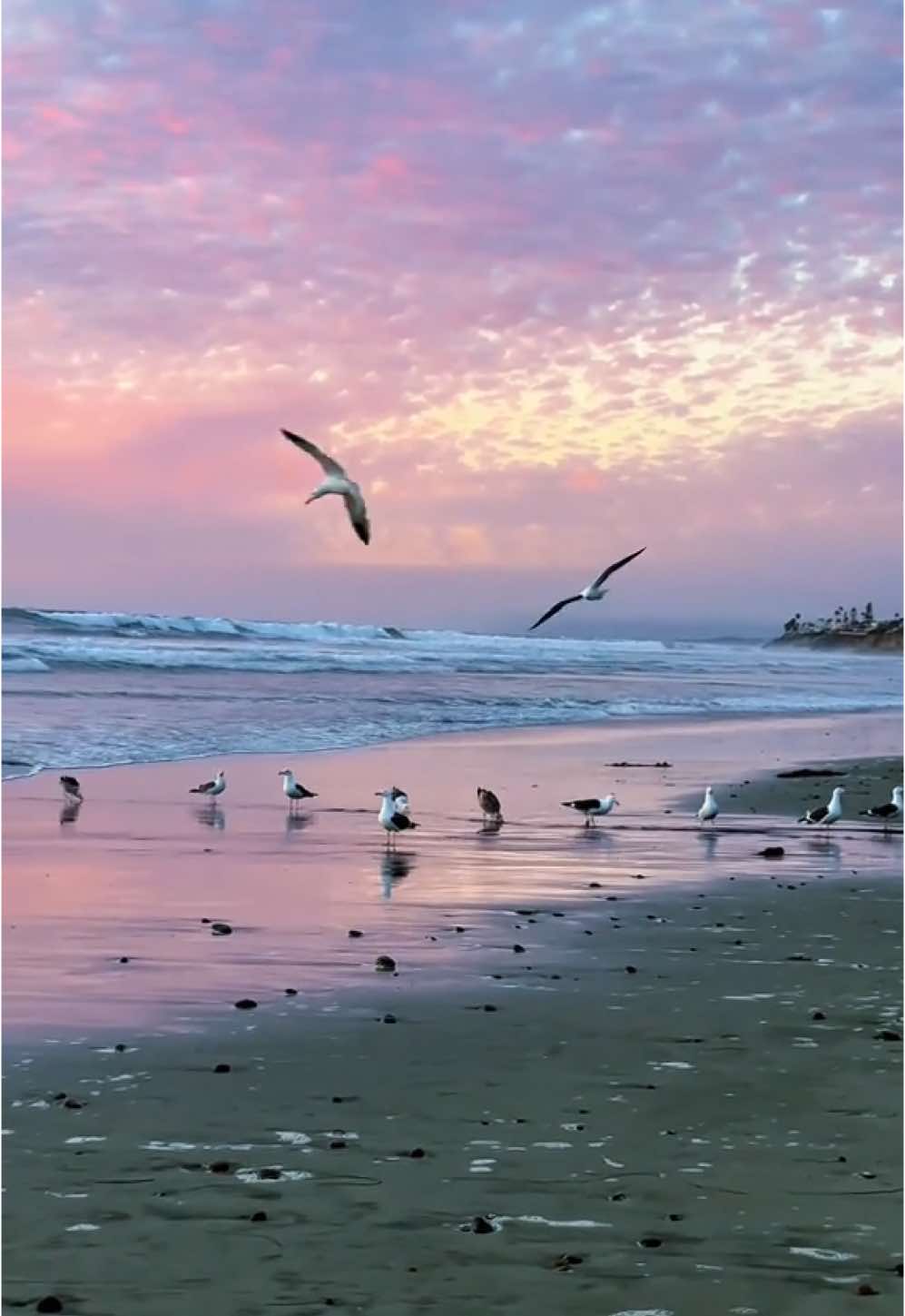 Tranquility and peace……💖☮️💖#sunset #pacificocean #sunsetvibes #beachview #firysky #tranquility #seagulls 