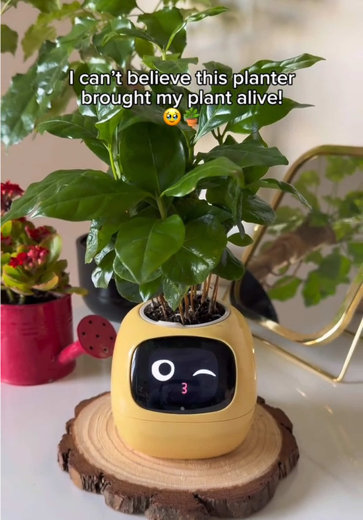 Get yours today 🌱 Check our website #ivysmartplant #plantagotchi #smartplant #plantrobot #plantpotrobot #ivy #ivyplant #tiktokmademebuyit #fyp #fy #reels #reel #viral #trend #gift #perfectgift #giftideas