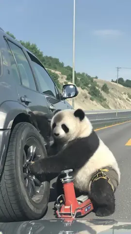 Why was I late for work? You’re not going to believe this… #a#animalloverw#wildlifea#animalsdoingthingscaughtoncamera 