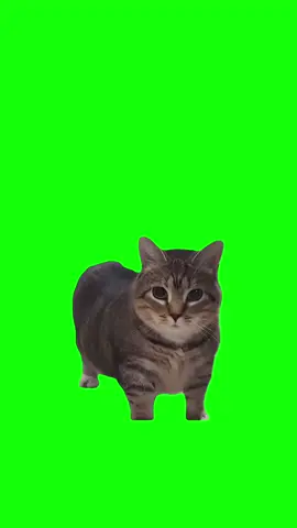 They not like us ooiiaa cat version Meme Green Screen #meme #greenscreen #discord #capcut  #fyp #viralgoals #protemplates #greenscreen #viral #trend #memecut #memes #catmemes #tiktok #funny #ooiiaa #oiiaiiooiiai 