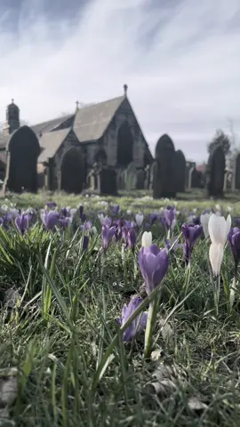 🌿🌼🌷🐇💜 #gothaesthetic #gothicaesthetic #goth #gothic #cemetery #aestheticvideo 