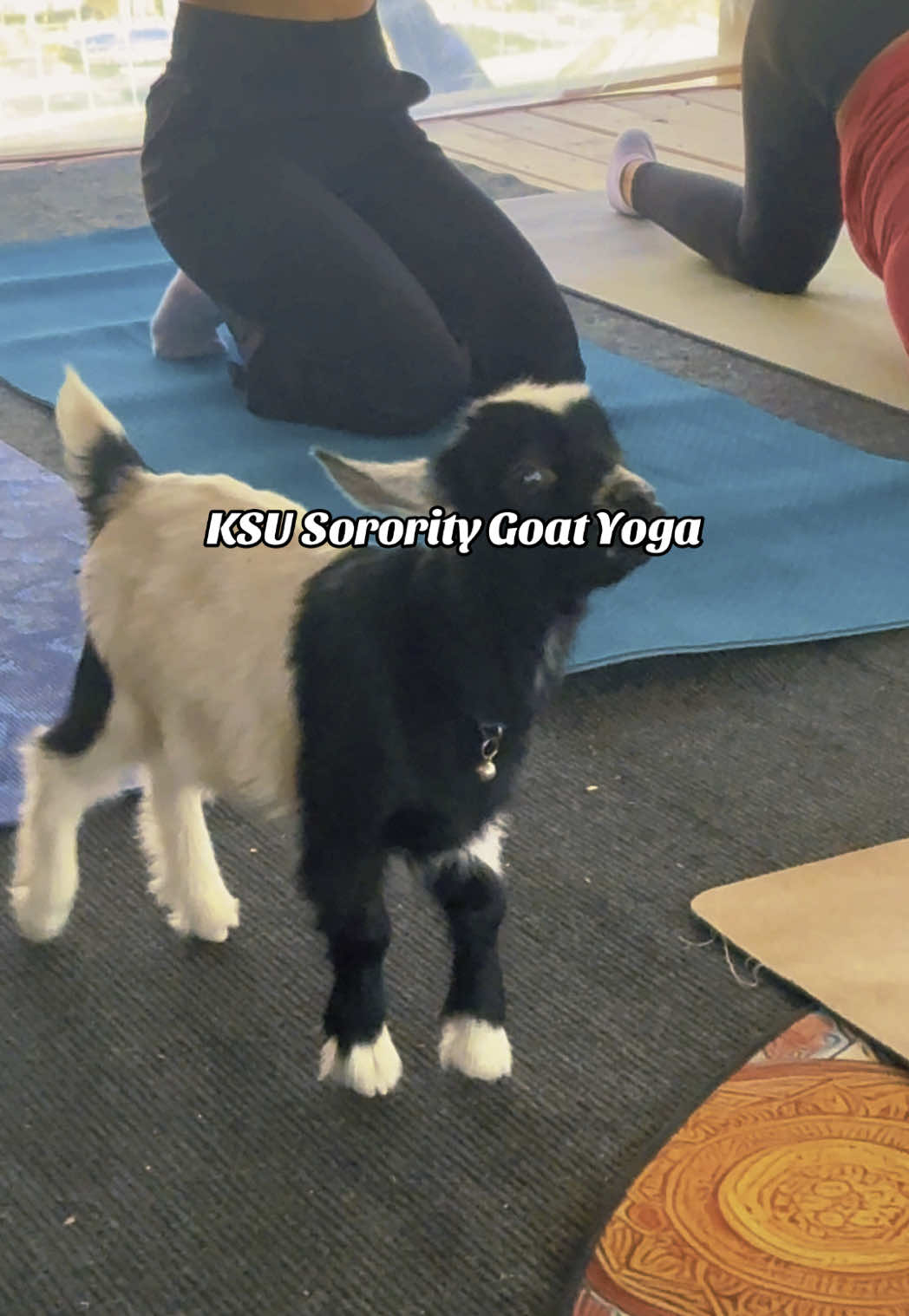 @Kennesaw State University Sorority group came and experienced Goat Yoga with us! Check it out! #ggadwarfgoatyoga #fyp #foryou #therapy #yoga #farm #goatyoga #therapyanimals #goats 