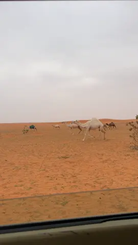 #اكسبلور #اكسبلور #الوضح #الشمال 