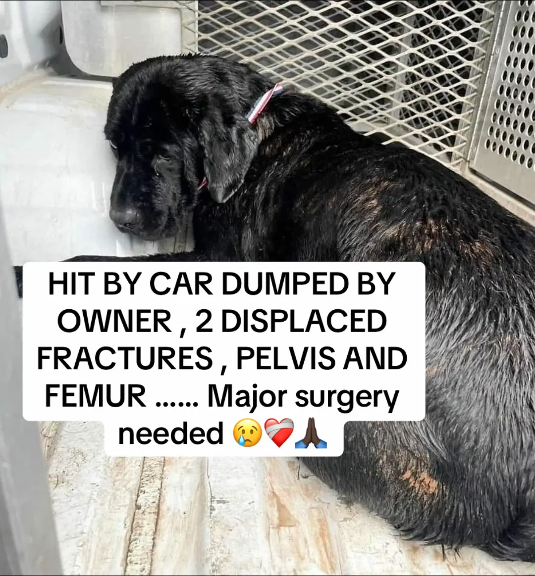 🆘🆘🆘🆘🆘🆘🆘🆘🆘🆘🆘🆘 THIS IS AN EMERGENCY!!! HIT BY CAR DUMPED BY OWNER , 2 DISPLACED FRACTURES , PELVIS AND FEMUR …… Major surgery needed  We could not let Boomerang be euthanized because of money , which was exactly what was happening to him . The shelter does not have the means to help , understandably and there was no other options .  We chose to believe that YOU … our loyal followers would rise to the occasion and help us pay for this $2000 surgery . We rushed Boomerang to our Texas surgeon and this was an emergency.  This case could break us if we don’t get funds immediately… We are begging … Boomerang is a gorgeous black lab who deserves to live !!! SHELTER NOTES : Boomerang This big boy just came to us today with an injured left hind leg, completely unstable and very swollen. When he tried to walk, he fell over after a few steps. He was also noted to have urinated blood while on the ACO truck. Our medical team sedated Boomerang due to being very painful. They performed radiographs, currently awaiting interpretation from our relief veterinarian.  Boomerang is obviously very painful and needs medical attention as soon as possible! Our medical team currently has him on a temporary 24 hour deadline, pending updates from our consulting relief vet. DONATE NOW PayPal in profile  #rescue #rescuedog #help #fypシ゚ #dog #dogsoftiktok 