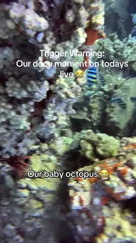 😭😭😭😭😭 #ourbabyoctopus 