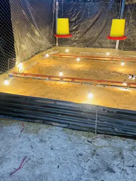 #binatang #bundacorla #pollo #avicola #emprendedor 