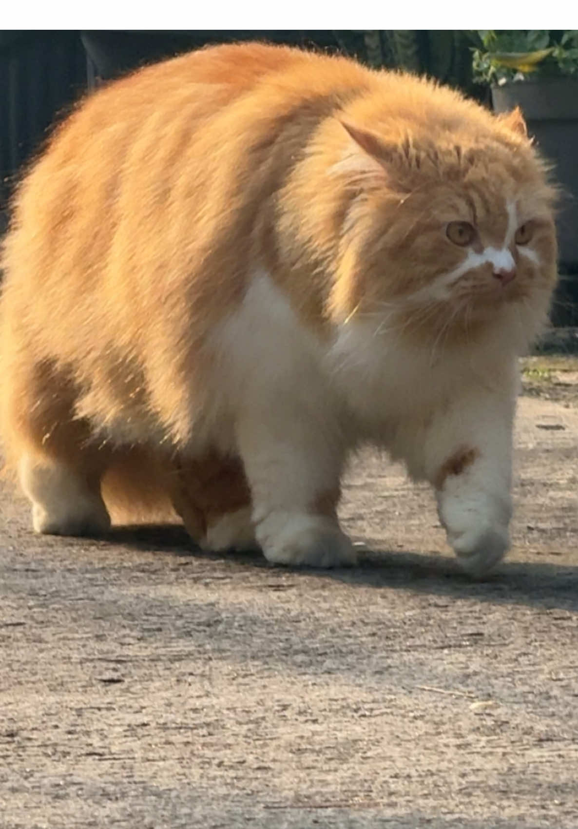 Raja komplek 🤴🏿  #kucingbesar #kucingbesarlucu #kucinggembulbanget #kucinggembrot #kucingkakikotor #kucingraksasa #kucingraksasalucu 