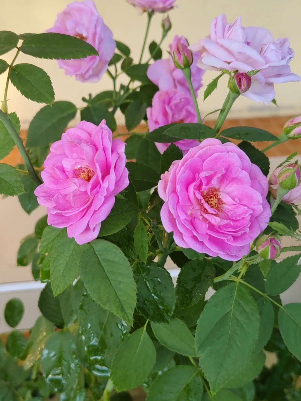 กุหลาบมอญไกลกังวล #ชากุหลาบ #ดอกกุหลาบ #ดินปลูกกุหลาบ #ทาสกุหลาบ 