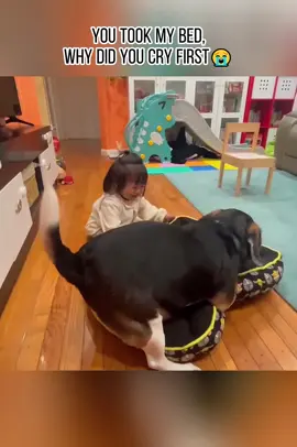 Why don't dogs like children#fouryou #usa_tiktok #pet #dogsoftiktok #dog #PetsOfTikTok #cat #puppy #funnyvideo #huskies 