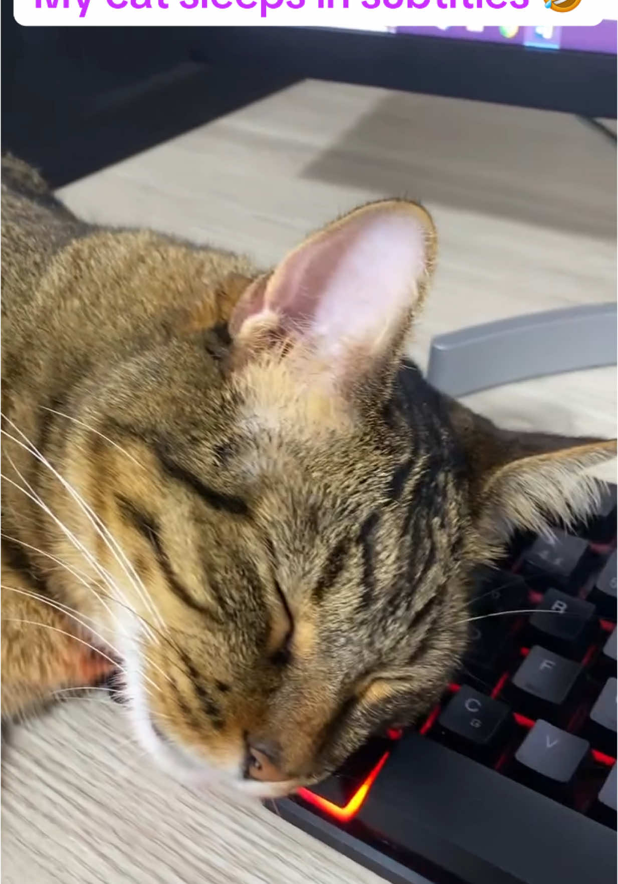 #fyp #tiktok #funny #funnyvideos #meme #creatorsearchinsights #cat #catsoftiktok #catmeme #hunor #humor #trending #viral #blowthisupforme #fypシ #catsleepingpositions #catsleep #animals #pets #PetsOfTikTok 