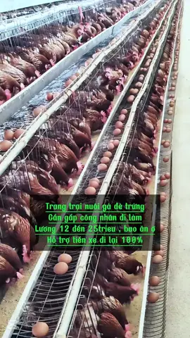 trang trại gà đẻ trứng #shorts #timvieclam #vieclam #vieclamluongcao #timviectot #vieclamtot #timviec #vieclamhanoi #viectot #laodongphothong #hanoi #nguoitotviectot #vieclam #vieclamtot #viectot #vieclamluongcao #vieclamhanoi #hanoi #timvieclam #laodoshortsngphothong #tuyendunglaodong #vieclambacninh #vieclambacgiang #việclàm #vieclamsonla #vieclamlaichau #vieclamhoabinh #vieclamhungyen #vieclamhaiduong #vieclamhaiphong #vieclamhanam #vieclamthaibinh #vieclamhag#shorts#timvieclam #vieclam #vieclamluongcao #timviectot #vieclamtot #timviec #vieclamhanoi #viectot #laodongphothong #hanoi #nguoitotviectot #vieclam #vieclamtot #viectot #vieclamluongcao #vieclamhanoi #hanoi #timvieclam #laodoshortsngphothong #tuyendunglaodong #vieclambacninh #vieclambacgiang #việclàm #vieclamsonla #vieclamlaichau #vieclamhoabinh #vieclamhungyen #vieclamhaiduong #vieclamhaiphong #vieclamhanam #vieclamthaibinh #vieclamhagiang #vieclamdienbien #vieclamlaocai #vieclamyenbai #vieclamphutho #vieclamtuyenquang #vieclamvinhphuc #vieclamthainguyen #vieclamnamdinh #vieclamhatinh #sonla #laocai #yenbai #phutho #tuyenquang #laichau #hagiangiang #vieclamdienbien #vieclamlaocai #vieclamyenbai #vieclamphutho #vieclamtuyenquang #vieclamvinhphuc #vieclamthainguyen #vieclamnamdinh #vieclamhatinh #sonla #laocai #yenbai #phutho #tuyenquang #laichau #hagiang #timvieclam #laodongphotohong #tuyendung #vieclamtot #tuyendungvieclam #vieclamhanoi #vieclamluongcao #timviec #vieclam #hanoi #thatnghiep #viectot #longvieclamhanoi 