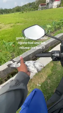 tulung infone sek ndwe doro model ngono kwi tk tukune 🤣🤣#merpatitinggian #merpatitomprang #merpatilovers #merpati #fy 