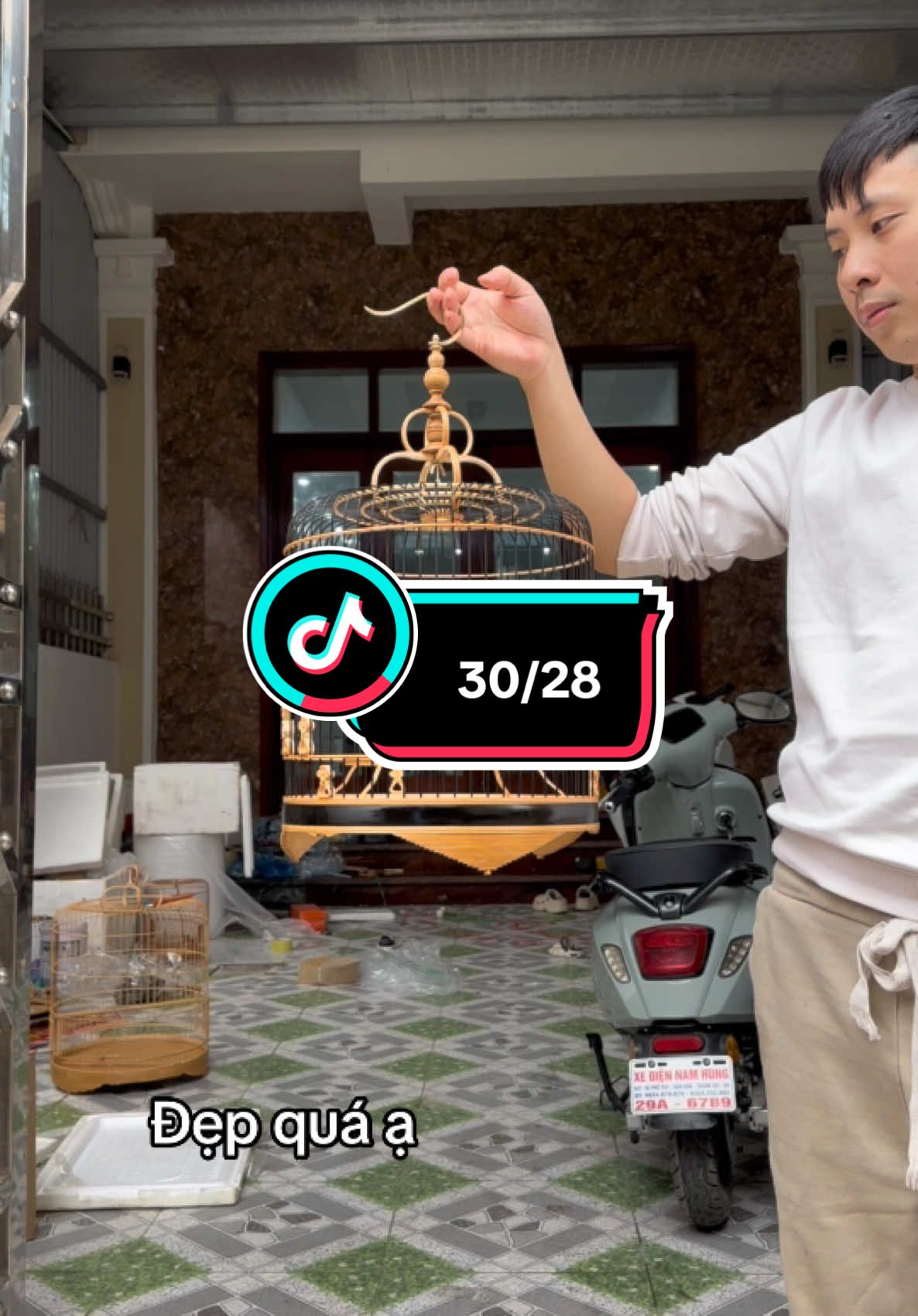 30/28 phom lùn đẹp luôn ạ#lôngchimvanhkhuyen #longchimvaphukien #chimvanhkhuyennon #chimtieumidalatvip #choedatgialai #longchoedat #chichchoedat #chichchoedat #polungkhuyenyen 