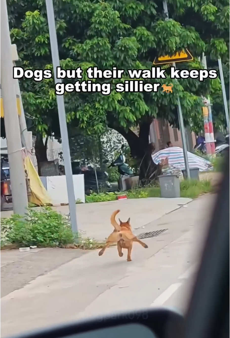 Dogs but their walk keeps getting sillier🐕💃 #dog #dogsoftiktok #fyp #foryou #funnyvideo #funnyanimals #funnypets #pet #usa_tiktok 