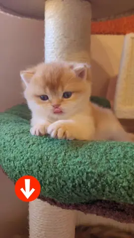 @Julia & cats 🐈❤️❤️❤️#britishcats #longhaircatsoftiktok #juliabritishkitten 