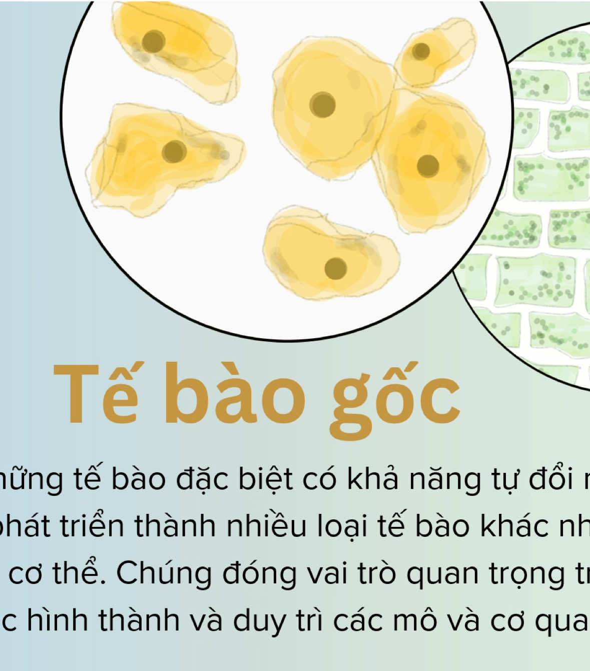 Slide Thành tựu ứng dụng tế bào gốc trong điều trị bệnh ung thư #sinhhoc #tebao #ungthu Làm thuê PowerPoint #pp #lamthueppAI #pptkltn #ppkltn #ppt #lamthuepp #lamppthue Làm thuê pp #powerpoint Làm thuê ppt #lamthueppt #kltn #skkn #slide #sangkienkinhnghiem #khoaluantotnghiep #slidekltn #slideskkn #thuyettrinh #slide #canva #gvg #giaoviengioi #lamthueppt Làm PowerPoint thuê #giaoviendaygioi #giaoviengioi #bienphap #templategvdg #dayhoc #hieuungmorph #morph #teacher #bienphap #bienphapgvg #giaoduc #giaovientieuhoc #hocsinh #doantotnghiep #giaovienmamnon #giaoan #editvideo #maubienphap #template #word templategvg #gvgcaphuyen #congnghe #AI #elearning #giaovienchunhiemgioi #cogiaomamnon #tracnghiem #totnghiep #khoaluan #huit #bvkl 