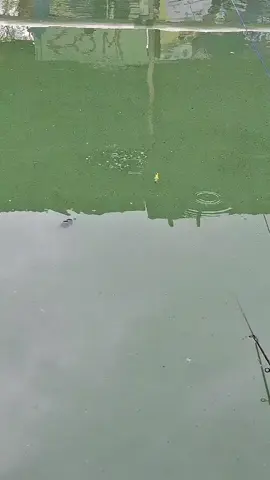 mancing ikan mas  #mancinglucu #pemancingindonesia #bulanpuasa #romadhon 