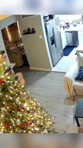 Cats under surveillance🤣🤣#funny #foryou #fpy #funnyanimals #funnyvideos #cat 