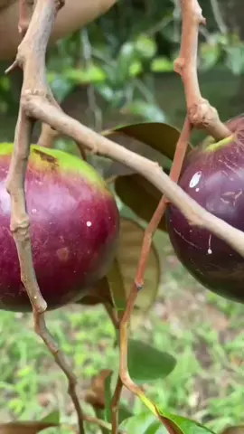 Buah ini memiliki nama yang berbeda-beda di setiap daerahnya #buahkenitu #sawomanila #starapple 
