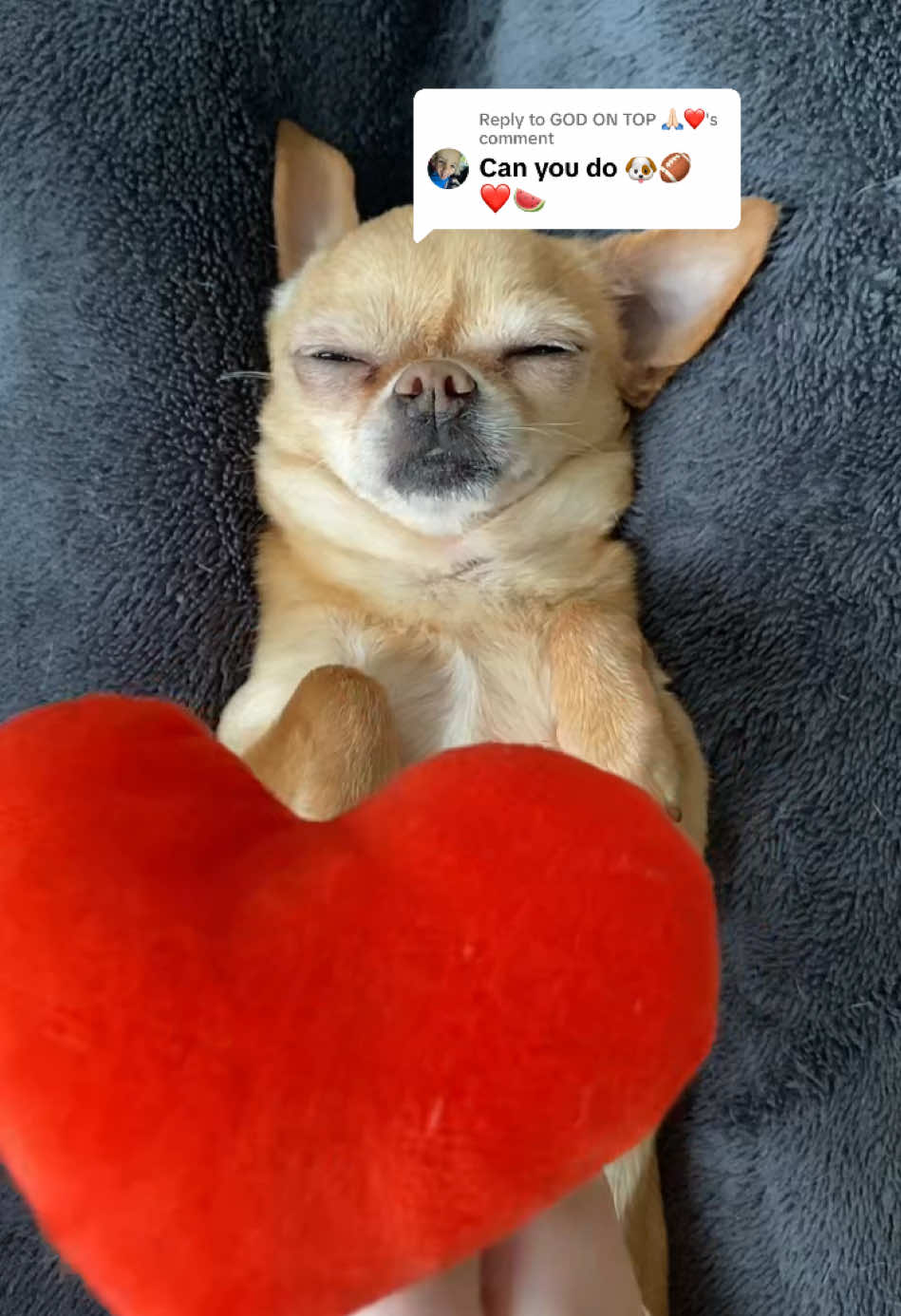 Replying to @GOD ON TOP 🙏🏻❤️ #asmrdog #dogasmr #relaxing 
