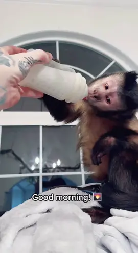 Good morning! #cratonssnakelab #animalsoftiktok #monkey #bestfriend #goodmorning ##riseandshine #maketodaycount #capuchinmonkeys #fypシ #owen #monkeysoftiktok #CapCut 