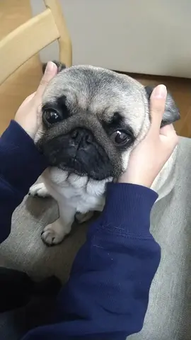 耳をマッサージしてくれてありがとう😍 #パグ #pug