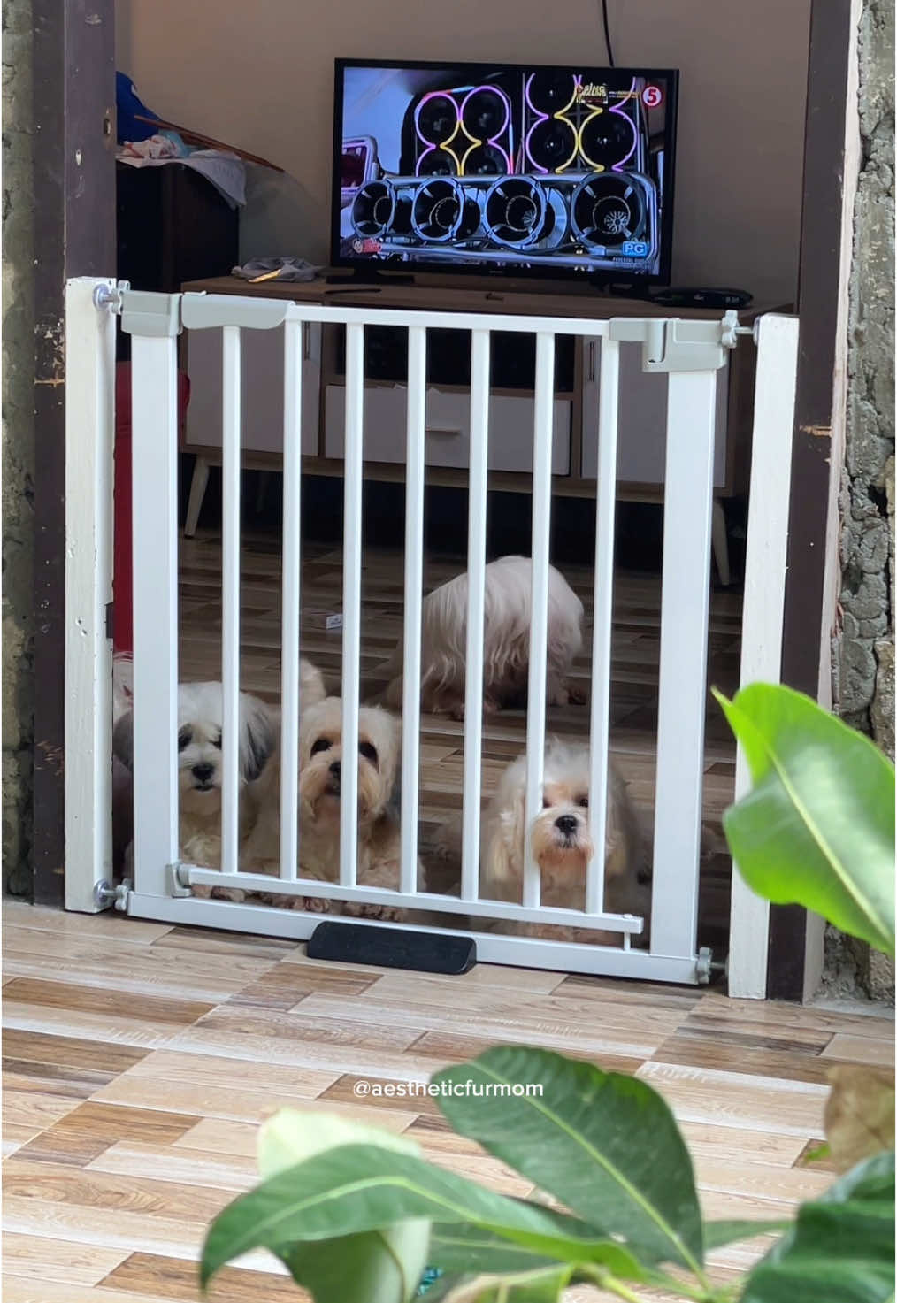 Safety Gate Fence🫶 #safetygatefence #safetyfence #safetyfenceforbaby #safetyfencefordogs #safetygatefenceforbaby #safetygatefencedforpet 