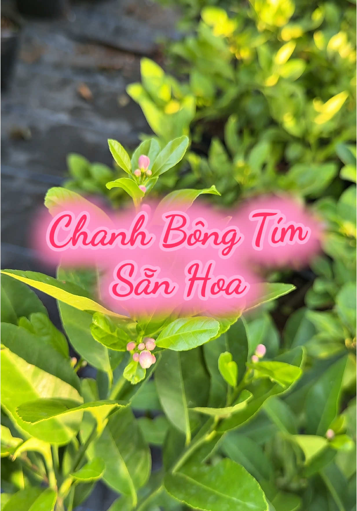 Chanh Bông Tím Sẵn Hoa loại cây gia vị để dành cho chị em đây ạ 😊 #vuacaygionghuyenlinh #huyenlinhgarden #chanhbongtim 