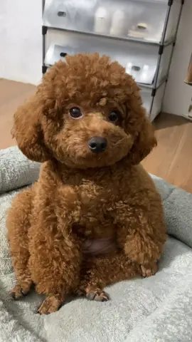 #bơhaydỗi #pet #poodle #cúnconđángyêu #xh #cutedog 