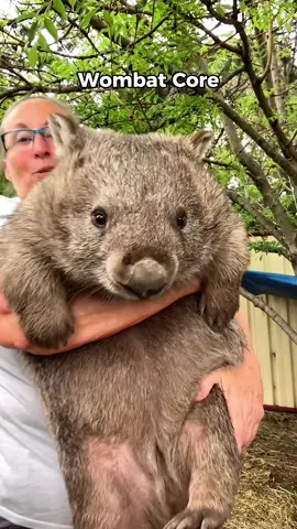 Wombat Core #wombat #cuteanimals #wombats #animal #animalsoftiktok 
