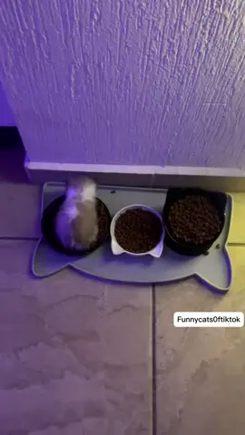 Part 69 | Funny cat meows! Funny cat videos #funnycats #funnyanimals #funnypets 