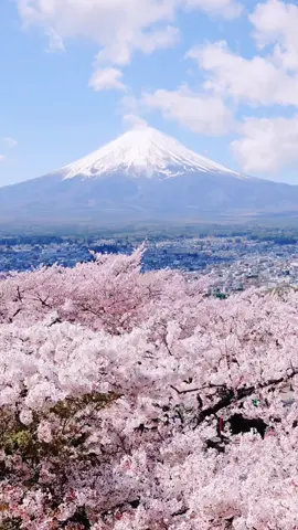 Núi Phú Sĩ - biểu tượng của đất nước Nhật Bản Đừng bỏ lỡ vẻ đẹp này nhé! Liên hệ Vivu ngay  #japan #fuji #japantrip #sakura #vivuwithmeee #fypシ゚ 