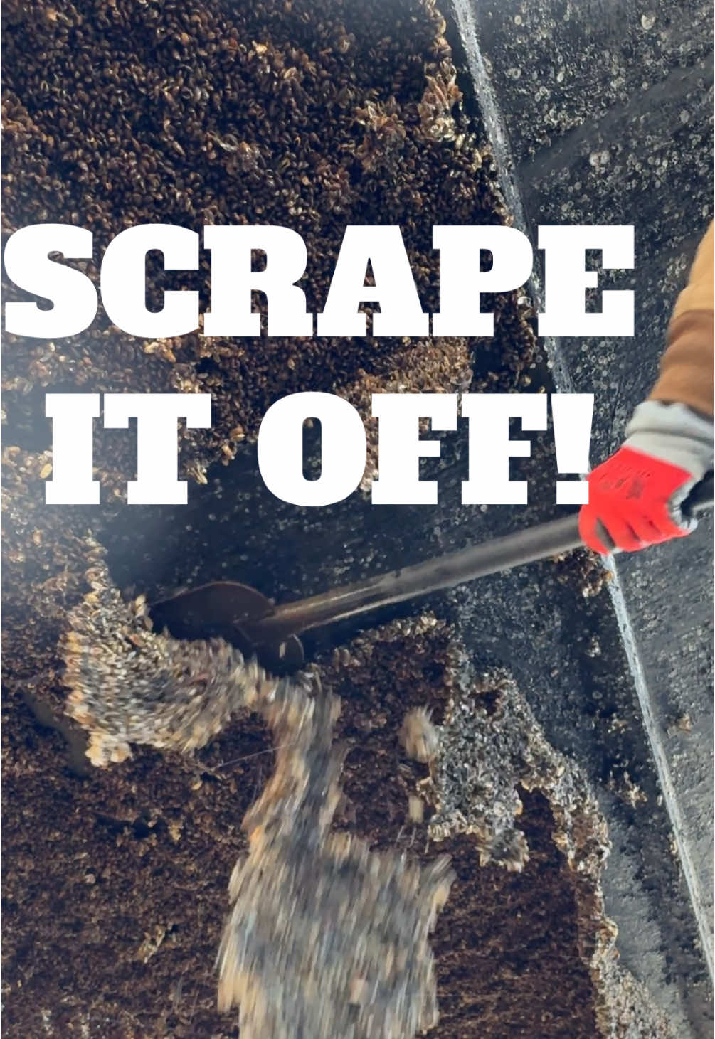 Here is the full video of the power boat that came in last week covered in false mussels and barnacles. This boat had to have had 1,000lb or more on the bottom! #anchorsandoars #fyp #foryou #barnacles #removal #scrape #asmr #sound #viral #barnacletok #sailboatparts #boat #dirtyjobs #clean 