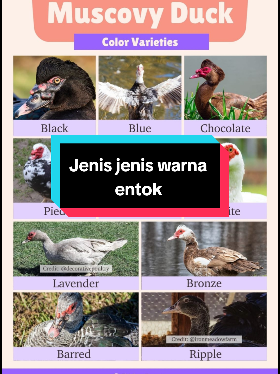 Kenapa entok memiliki banyak jenis warna yang berbeda beda?  Karena Entok memiliki berbagai jenis warna karena faktor genetika yang mempengaruhi pewarisan warna bulu mereka. Seperti pada hewan lainnya, warna bulu entok dipengaruhi oleh berbagai alel (variasi genetik) yang mengatur pigmentasi. Beberapa faktor yang memengaruhi variasi warna pada entok antara lain: Genetik: Gen yang mengontrol warna bulu entok berbeda-beda. Ini bisa menghasilkan variasi warna seperti putih, hitam, coklat, abu-abu, atau kombinasi warna lainnya. Setiap individu entok mewarisi kombinasi alel dari induknya yang mempengaruhi penampilan warna bulu. Mutasi Genetik: Terkadang mutasi dalam gen dapat menghasilkan warna yang tidak biasa atau langka pada entok, menyebabkan variasi yang lebih besar. Seleksi Buatan: Pada peternakan entok, manusia sering melakukan seleksi buatan untuk mendapatkan entok dengan warna tertentu. Hal ini menyebabkan adanya variasi warna yang lebih luas karena peternak memilih entok dengan warna tertentu untuk dibudidayakan. Dengan demikian, variasi warna pada entok adalah hasil dari interaksi antara faktor genetik dan seleksi alami atau buatan. #entokjumbo #entok #muscovyducks #bebek #peternakmuda #hobi #unggas #fyp #pet #duck 