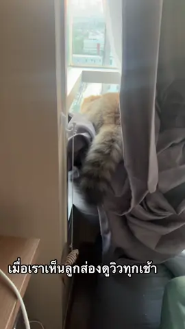 รีวิวพาปลาทูออกไปเที่ยวครั้งแรก#พาแมวเที่ยว #พาแมวไปทะเล #สัตว์เลี้ยงพาเที่ยว #ปลาทู #บริติชลองแฮร์ #บริติช #สัตว์โลกน่ารัก #แมว #britishlonhgair #cat #แมวน่ารัก #cat #catcute #แมวน้อยๆๆๆๆๆๆๆๆๆ #แมวเปรตของแม่ 