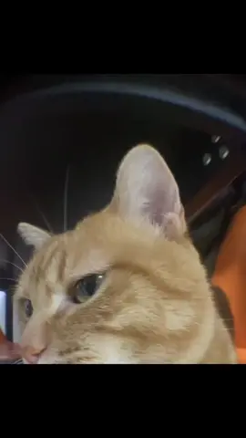 😂#funny #catsoftiktok #cutecat #kitty #cats #cute #catlover #PetsOfTikTok #meow #kucing #funnyvideos #funnyvideos 