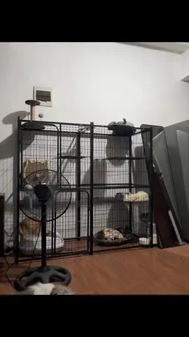 Pwde na din isama ang tao sa sobrang laki 🤣 #catcage #catvilla #catcondo #bigcatcage #cageforcats #4layerscatcage #catcages #largecatcage #fyp 