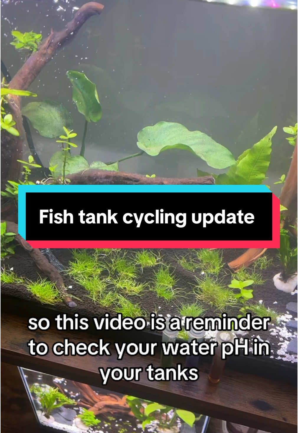 Update on my fish tank cycling progress.  #stalledcycle #fishtank #fishtok #apitesterkit #aquarium #nitrogencycle #cyclingfishtank 