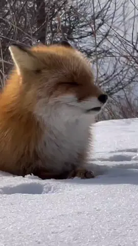 im back :D | fun fact - red foxes only use dens when raising kits/their babies | #urfavfoxy 