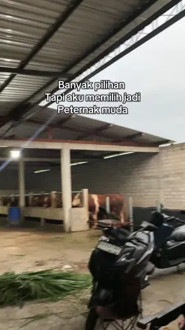 #fyp #peternakmuda #abk #putrajagalfarm #perternakansapiindonesia #solo24jam #solo24jam 
