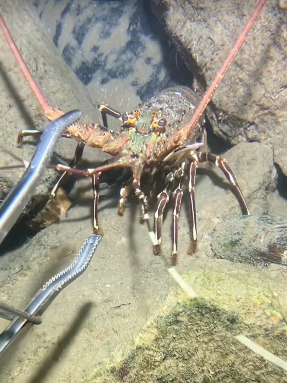 #diving #crab #catchthesea #seaside #seafood #fish #eel #lobster 