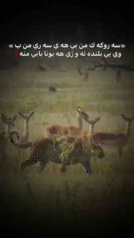 باب..!#fyp #fouryou #forupage #saloo_kurdi #جاف_زه_ر 